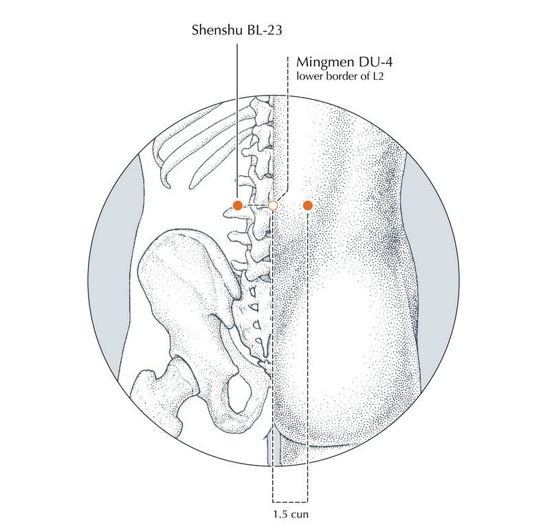 BL23 voor meer vitaliteit